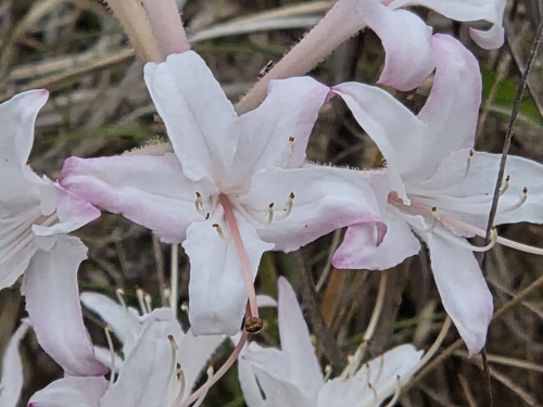 Dwarf azalea