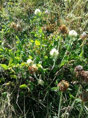 Trifolium trichocephalum