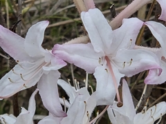 Rhododendron atlanticum, photograph (c) Karen Szafrajda, some rights reserved (CC BY)