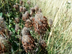 Trifolium trichocephalum