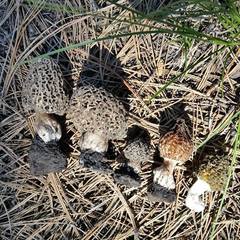 Morchella tomentosa