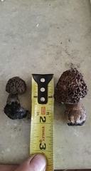 Morchella tomentosa