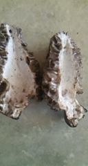 Morchella tomentosa