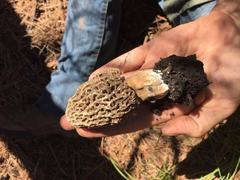 Morchella tomentosa