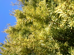 Podocarpus totara