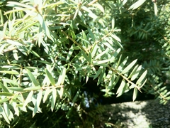 Podocarpus totara