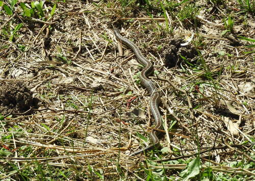 Gunther's Striped Snake