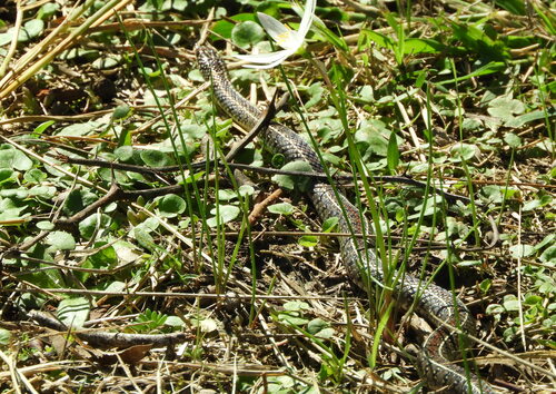 Gunther's Striped Snake