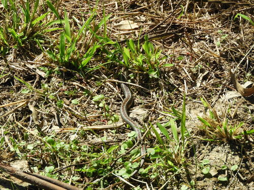 Gunther's Striped Snake