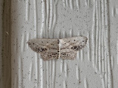 Scopula cacuminaria