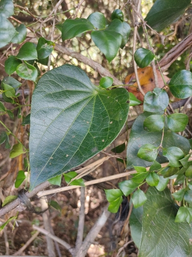 Image of Sarcopetalum harveyanum by (c) Tony van Kampen, some rights reserved (CC BY)