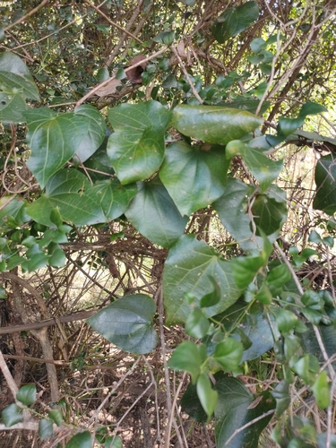 Image of Sarcopetalum harveyanum by (c) Tony van Kampen, some rights reserved (CC BY)