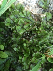 Marchantia polymorpha polymorpha