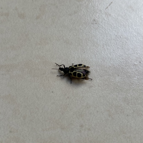 Astylus variegatus