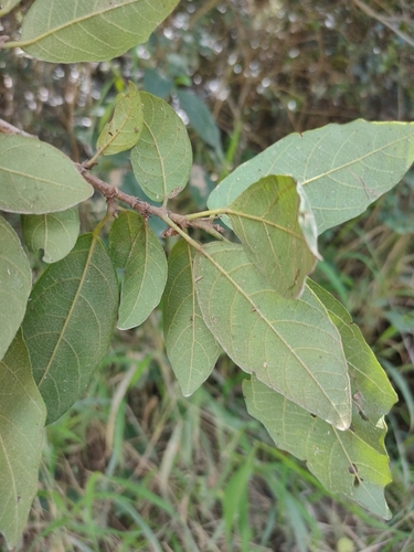 Image of Mallotus claoxyloides by (c) Tony van Kampen, some rights reserved (CC BY)