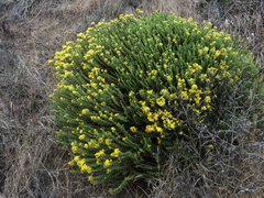 Ericameria ericoides