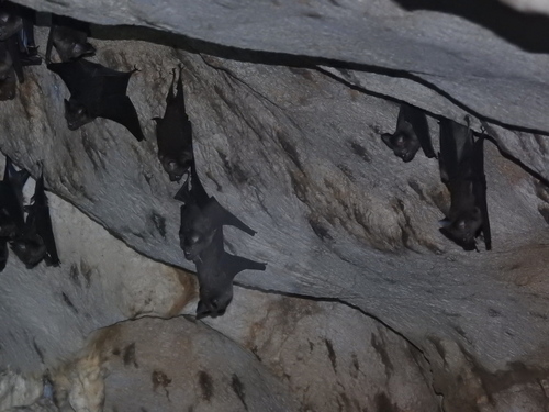 Great Himalayan Leaf-nosed Bat
