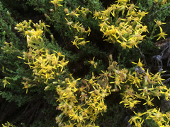 Ericameria ericoides