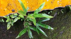 Pyrrosia polydactylos