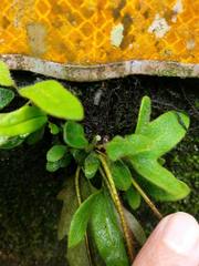 Pyrrosia polydactylos