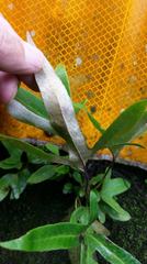 Pyrrosia polydactylos