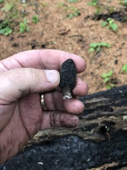 Morchella tomentosa
