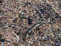 Morchella tomentosa