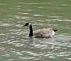 Branta canadensis