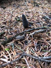 Morchella tomentosa