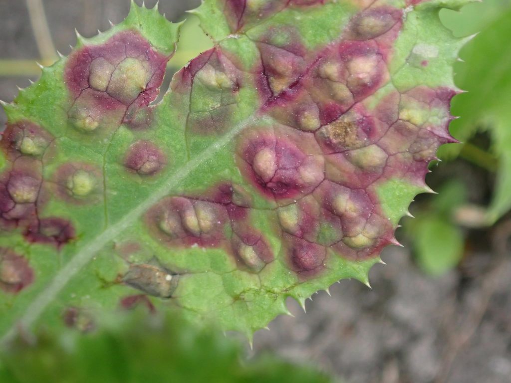 Cystiphora sonchi