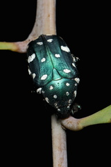 Protaetia alboguttata