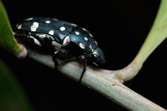 Protaetia alboguttata