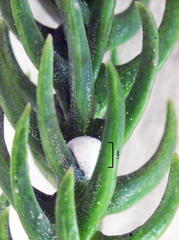 Eriococcus araucariae