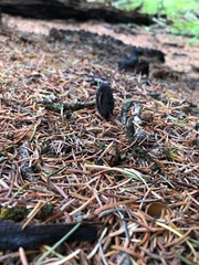 Morchella tomentosa