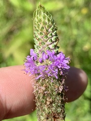 Dalea foliosa