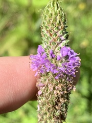 Dalea foliosa