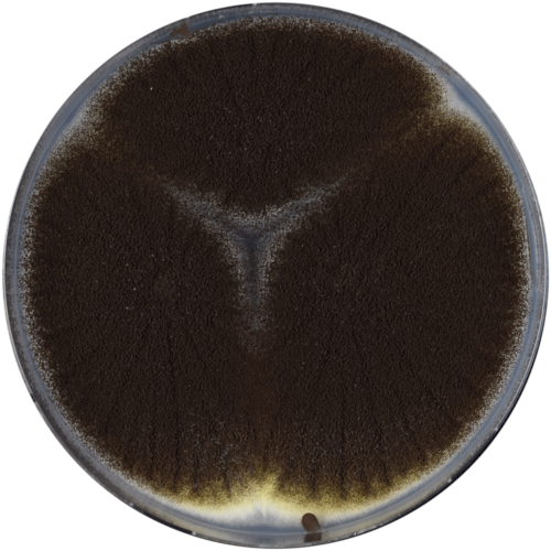 Black Mold