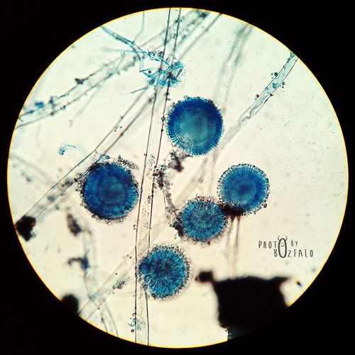 Black Mold
