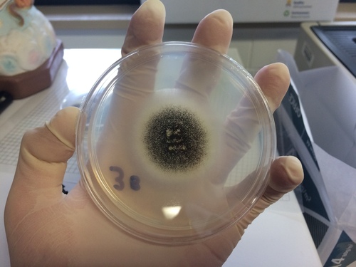 Black Mold