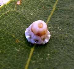Ceroplastes rusci