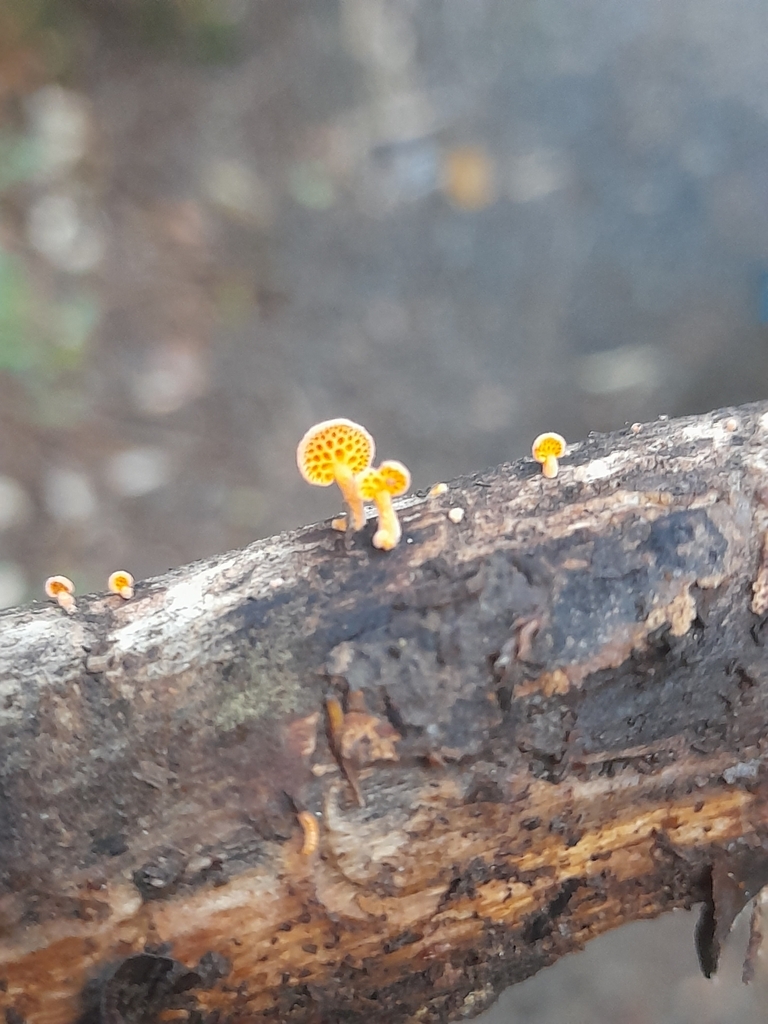 Favolaschia claudopus · April 2025 · photo: © mphnz (iNaturalist, cc0)
