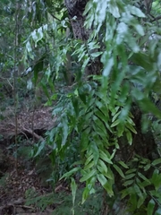 Arthropteris tenella