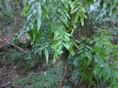 Arthropteris tenella