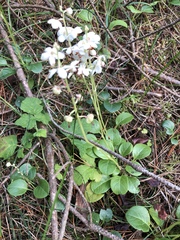 Pyrola rotundifolia maritima