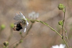 Heliothodes diminutiva