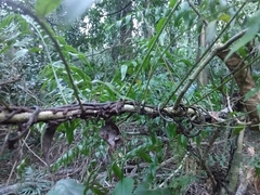 Arthropteris tenella