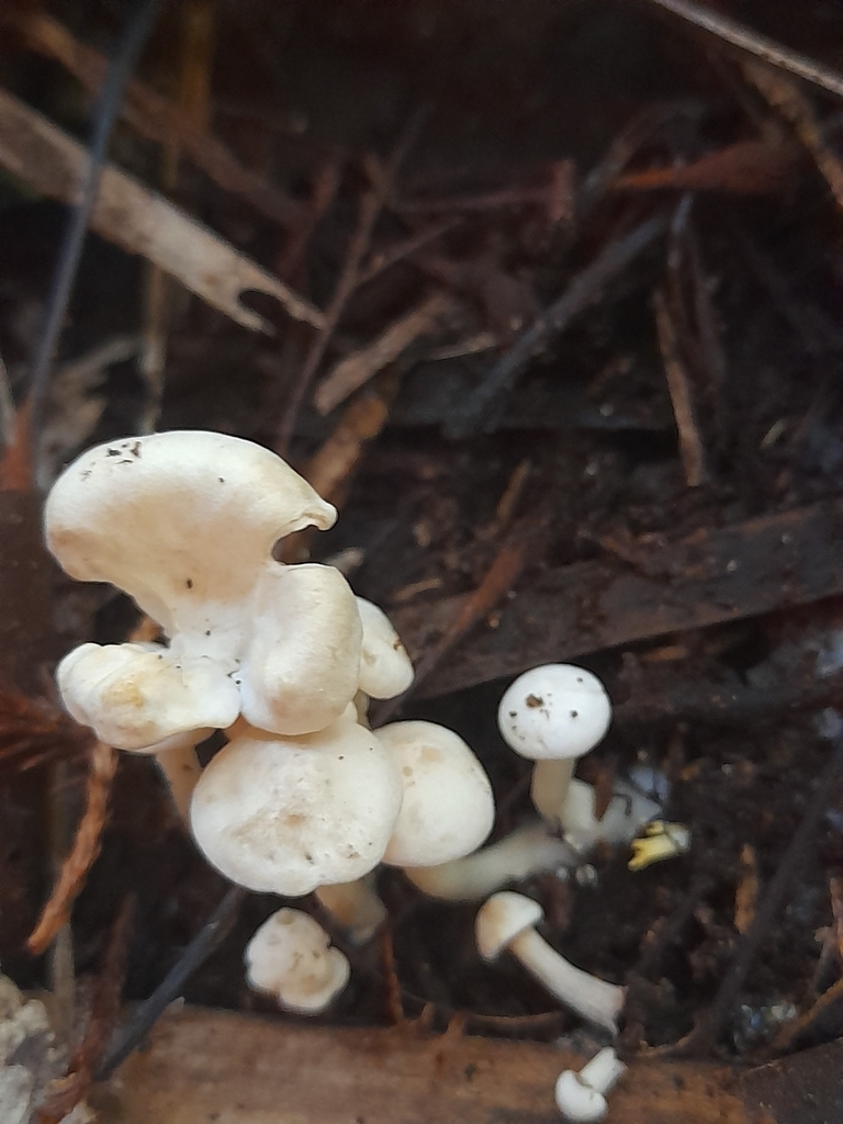 Hygrophorus involutus · April 2025 · photo: © mphnz (iNaturalist, cc0)