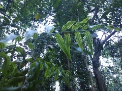 Arthropteris tenella