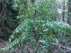 Arthropteris tenella