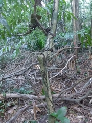 Arthropteris tenella